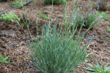 Load image into Gallery viewer, Lavender Hydrosol - Certified Organic 250mls