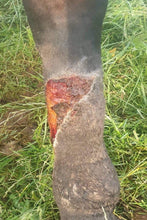 Load image into Gallery viewer, Proud Flesh after using Animal Wound Spray