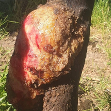 Load image into Gallery viewer, Animal Wound Spray 300mls