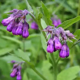 Dried Comfrey Leaf & Flower