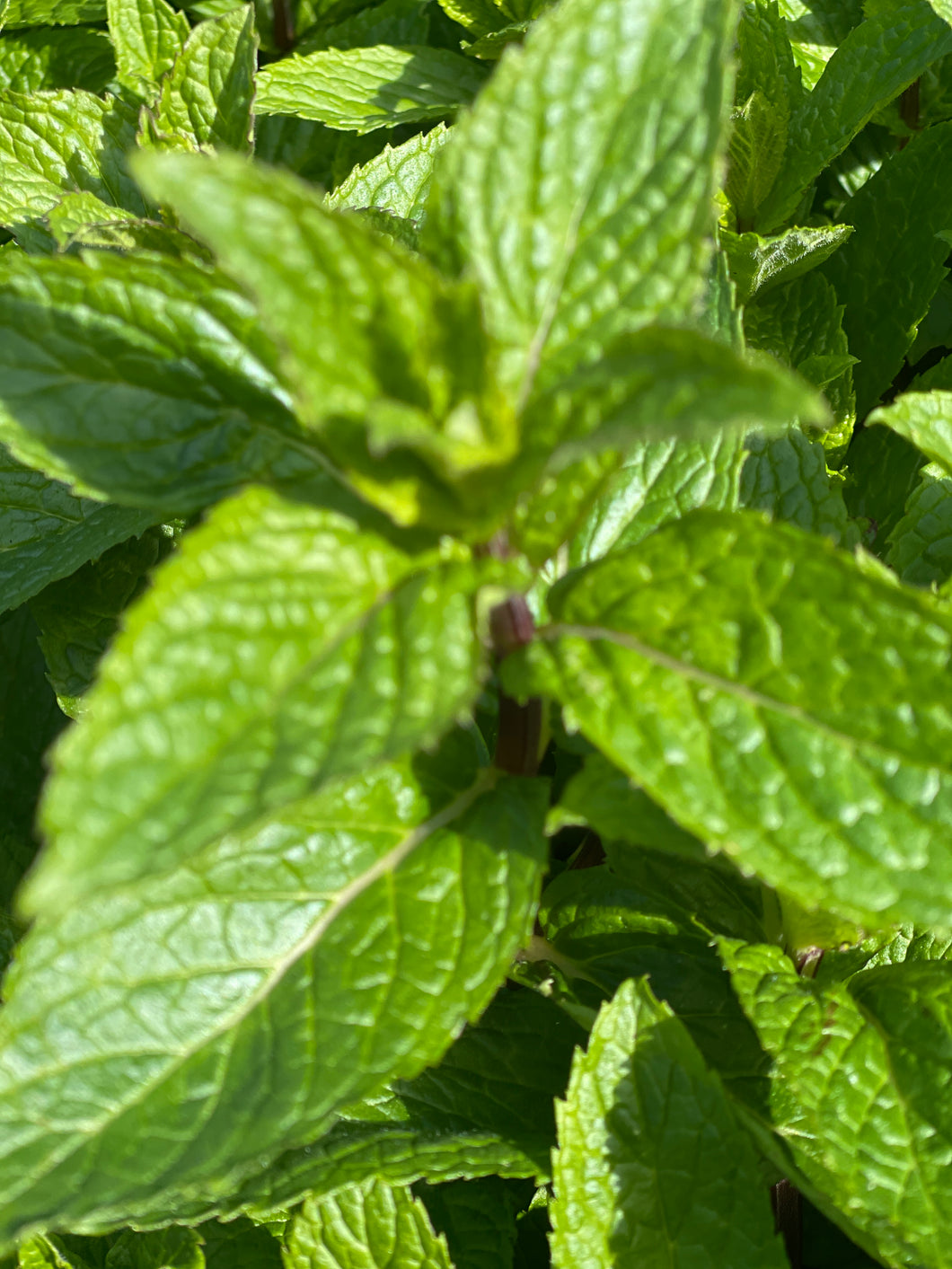 Peppermint Infused Oil