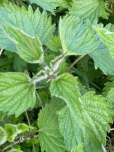 Load image into Gallery viewer, Nettle Leaf - Dried 50gms
