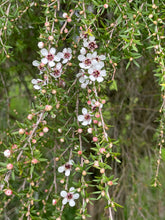 Load image into Gallery viewer, Manuka - Dried 50gms
