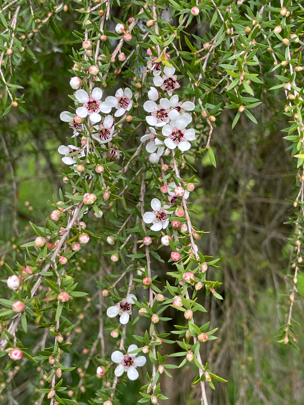 Manuka Infused Oil