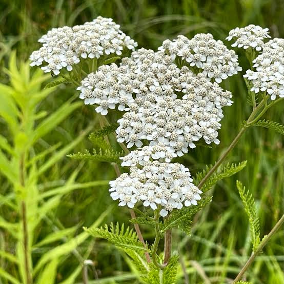 Yarrow Infused Oil