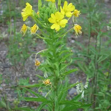 Load image into Gallery viewer, Evening Primrose - Oenothera biennis Seeds
