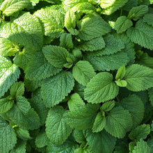 Load image into Gallery viewer, Dried Lemon Balm leaf
