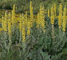 Load image into Gallery viewer, Mullein -verbascum Thapsus Seeds
