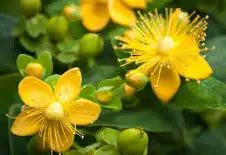 St Johns Wort Infused Oil